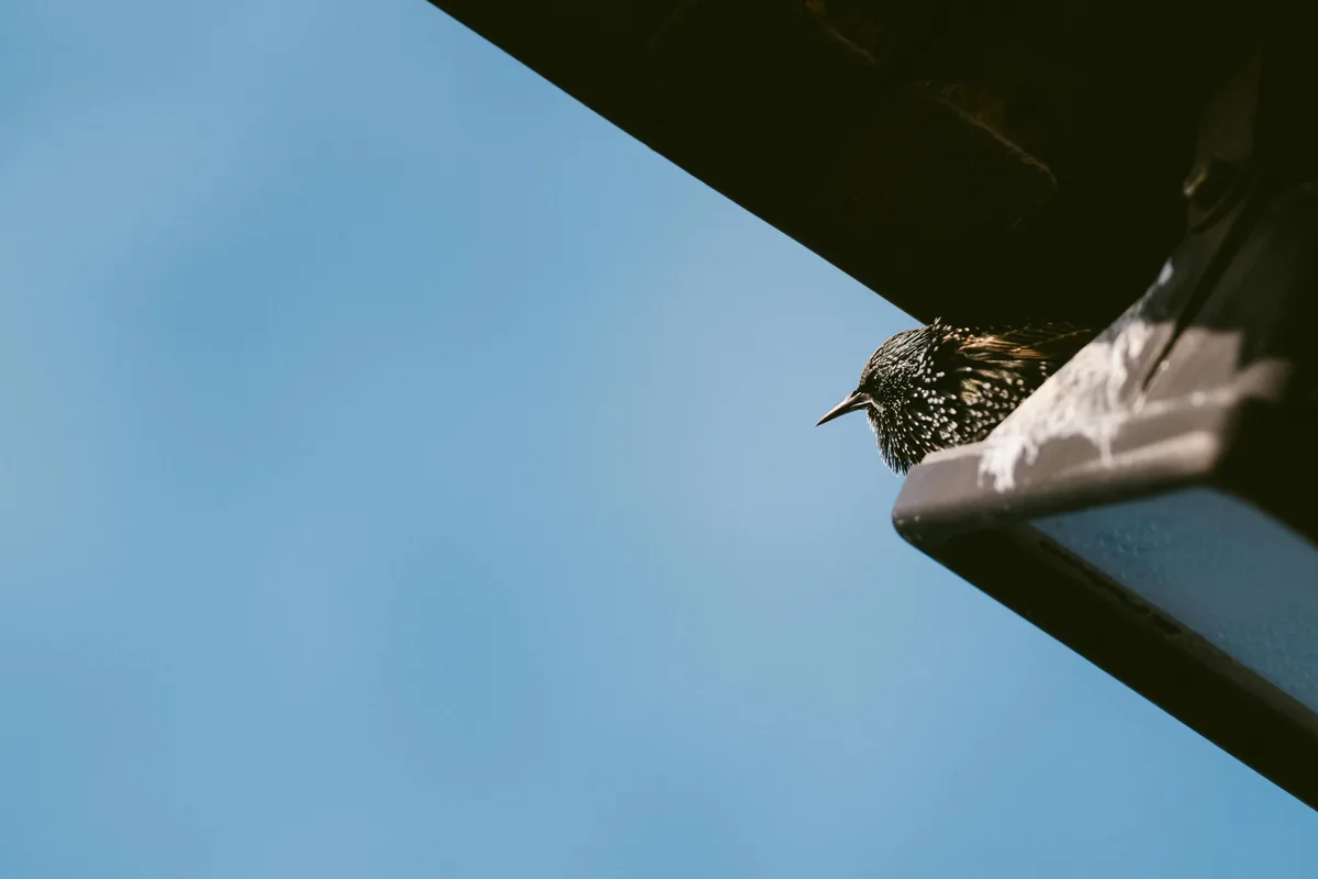 Small speckled bird perched on white ledge against clear blue sky