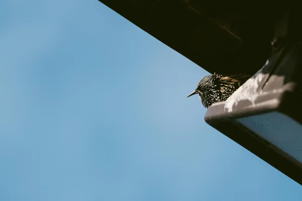 Small speckled bird perched on white ledge against clear blue sky