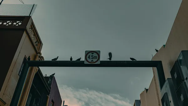 Urban street with height restriction sign and perched pigeons on metal beam