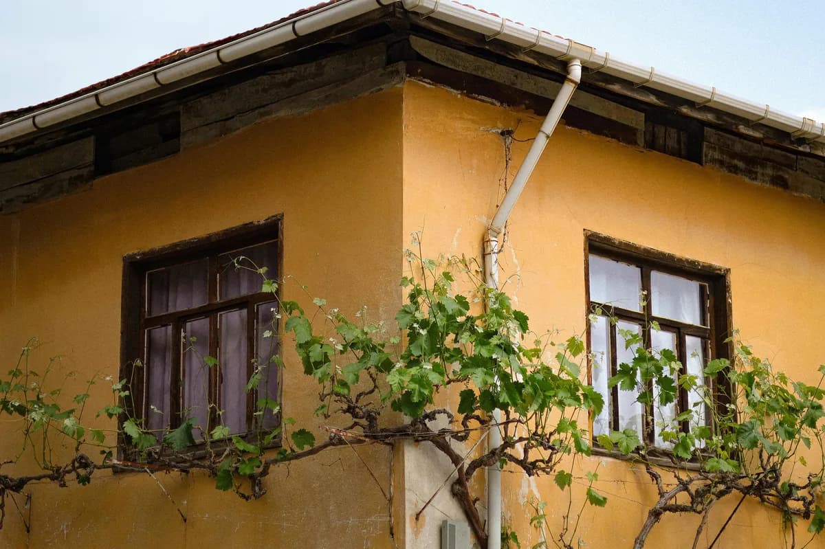 Yellow building facade with dark wooden windows covered by overgrown vines