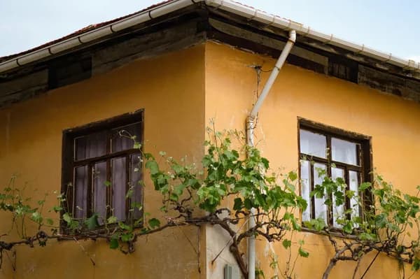 Yellow building facade with dark wooden windows covered by overgrown vines