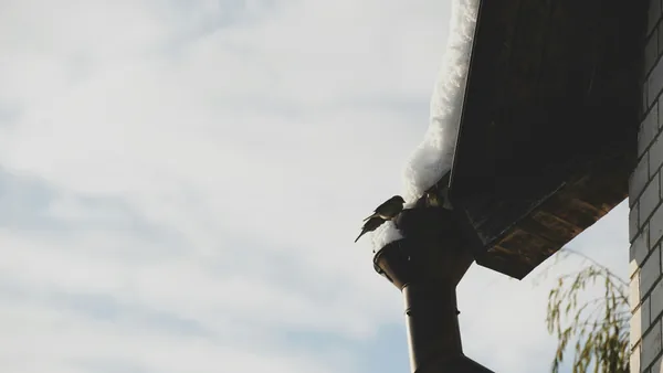 Bird perched on icy building downspout with frost accumulation