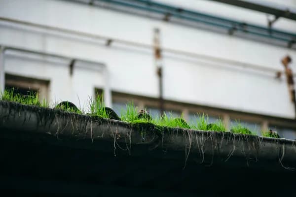 Moss and grass growing on dark weathered building exterior surface