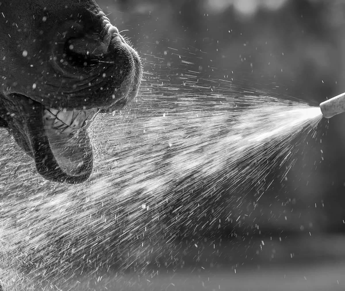 Close-up of high-pressure water spray cleaning wooden surface outdoors